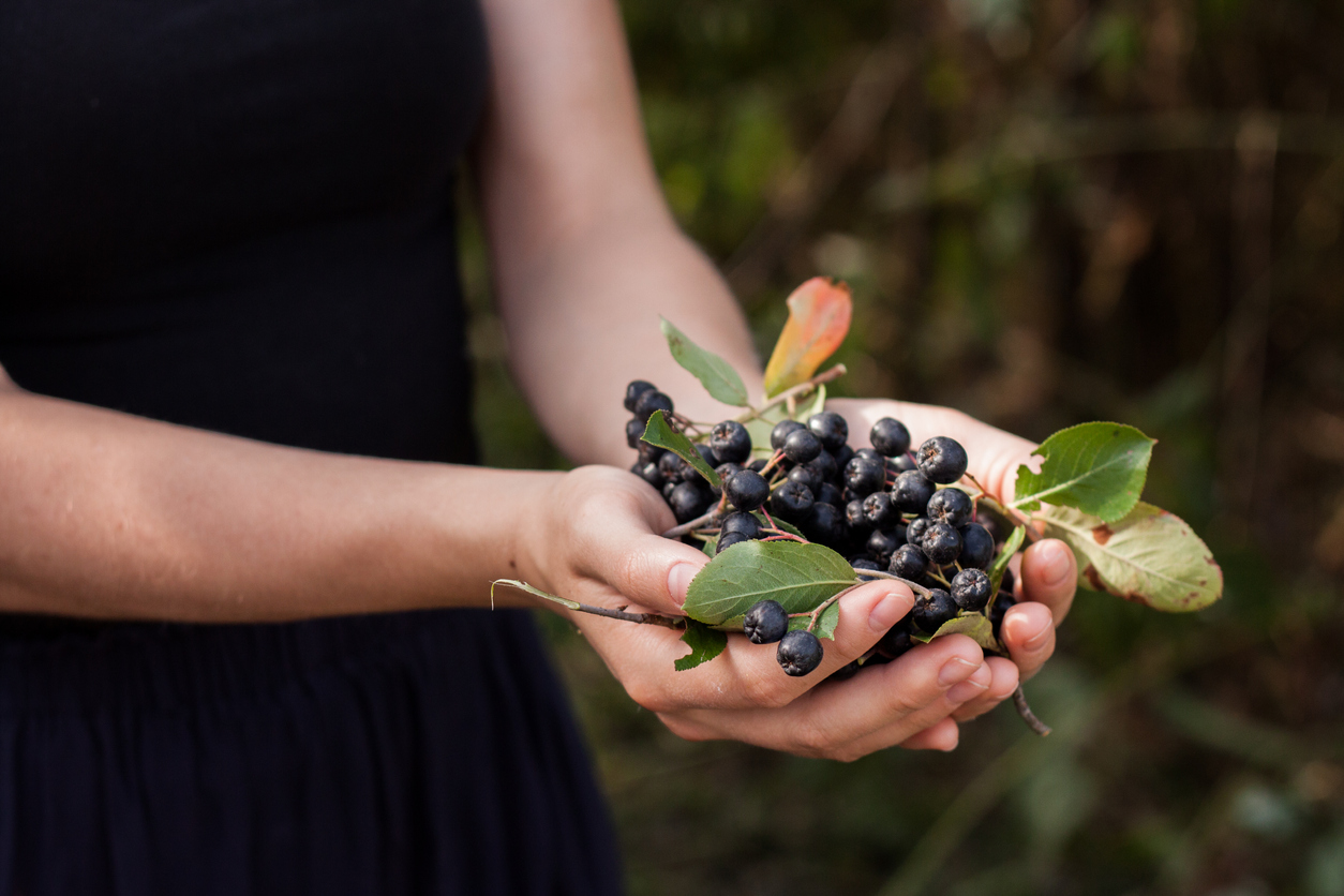 10 Tasty Wild Berries to Try (and 8 Poisonous Ones to Avoid) post thumbnail image